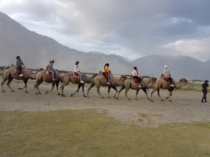 Apple Nubra Cottage — photo 3