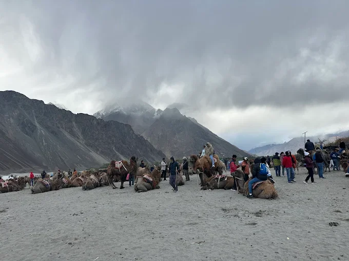 Apple Nubra Cottage — photo 2