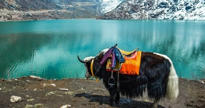 Darjeeling Gangtok Escape | 6 Days Himalayan Beauty, Tea Gardens & Lakes