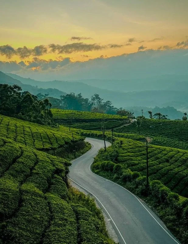 Kerala Nature Trail | Munnar, Thekkady & Alleppey Backwaters