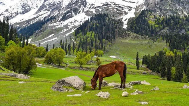 Kashmir Grand Valley Escape | Srinagar, Gulmarg, Pahalgam & Sonmarg