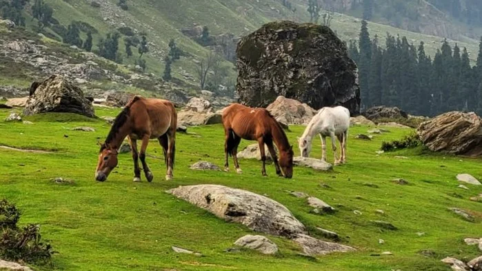 Kashmir Highlights | The Perfect Valley Escape